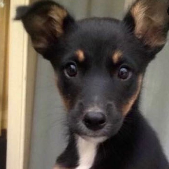 Meet your Posher, Brit - Picture 1 of 1